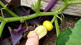 夏看苗吃瓜,一场关于时令与收获的田园之旅