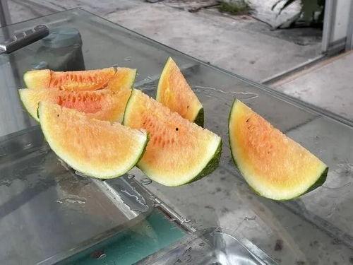 农村的夏天吃瓜