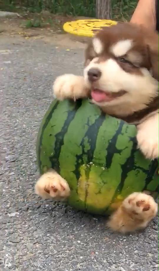 狗狗吃瓜的做法,瓜界萌宠大作战