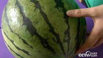 小宋吃瓜不吐籽,揭秘瓜农的智慧与传承