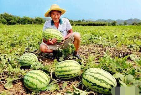 联盟路吃瓜,一场热闹非凡的吃瓜盛宴