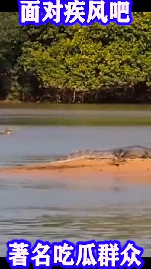 疾风吃瓜,揭秘娱乐圈的幕后风云