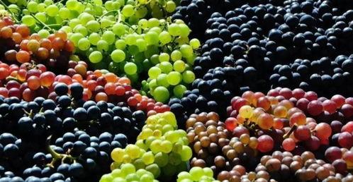 吃瓜不吐葡萄皮上海,上海街头美食探秘之旅