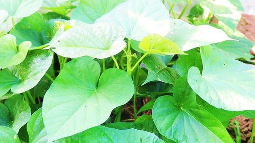 土瓜叶子怎么吃,家常美味的多重吃法探索