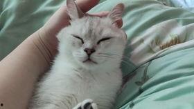 吃瓜的傻猫,傻猫的欢乐日常