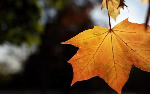 立秋吃瓜简短文案,一场味蕾的盛宴