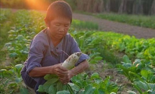 农人吃土瓜视频