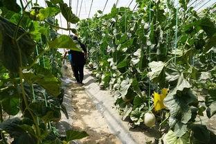 辉县吃瓜视频,揭秘当地特色美食背后的故事