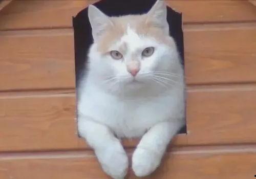 小猫吃瓜爬窗户视频大全,小猫爬窗吃瓜趣味瞬间大盘点