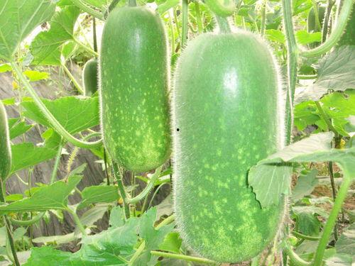 随心吃瓜现场视频大全,随心吃瓜，笑料百出视频大盘点