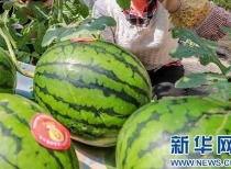 新沂吃瓜视频最新消息曝光,最新爆料揭露惊人内幕